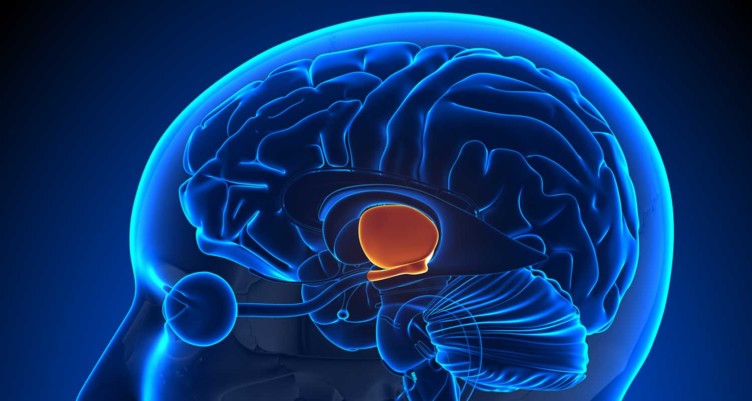 Illustration of brain inside skull