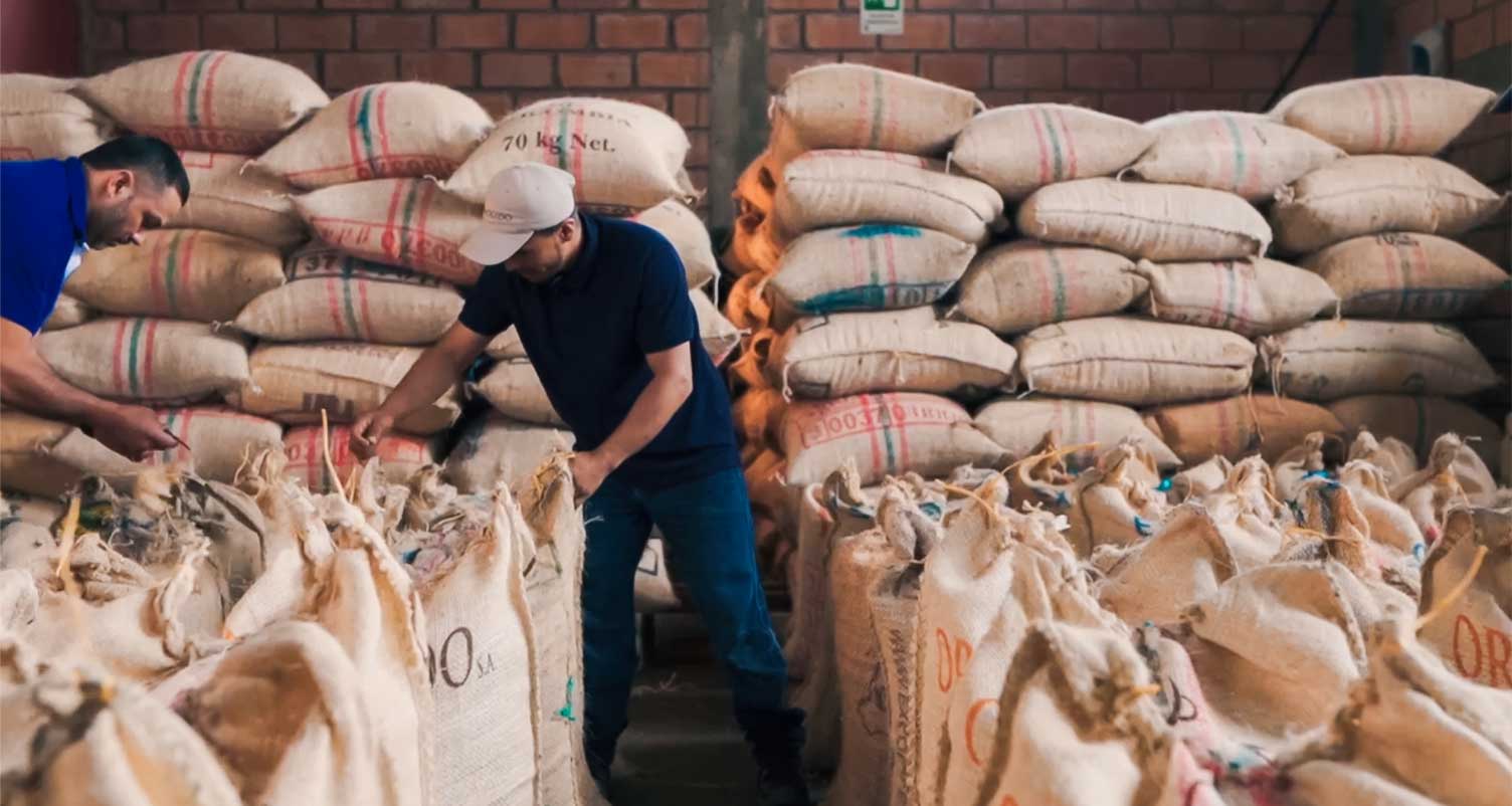 Big bags of coffee being checked by workers