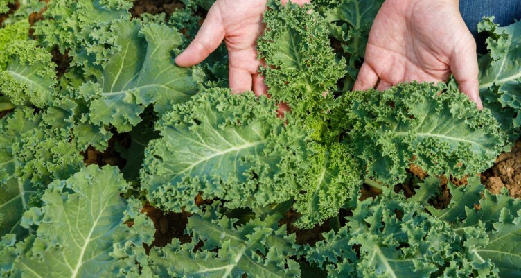 10 Must-Try Kale Recipes: Benefits, Preparation Tips, and Tasty Dishes