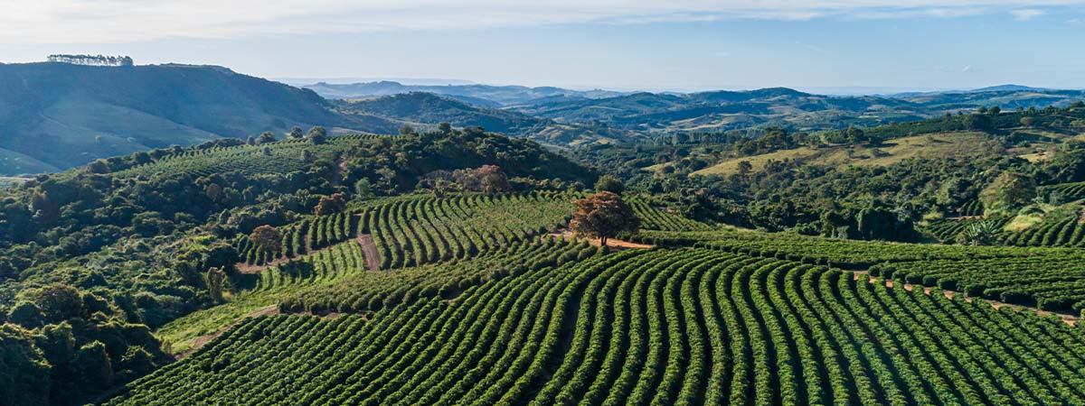 Coffee farming fields in a mountain region