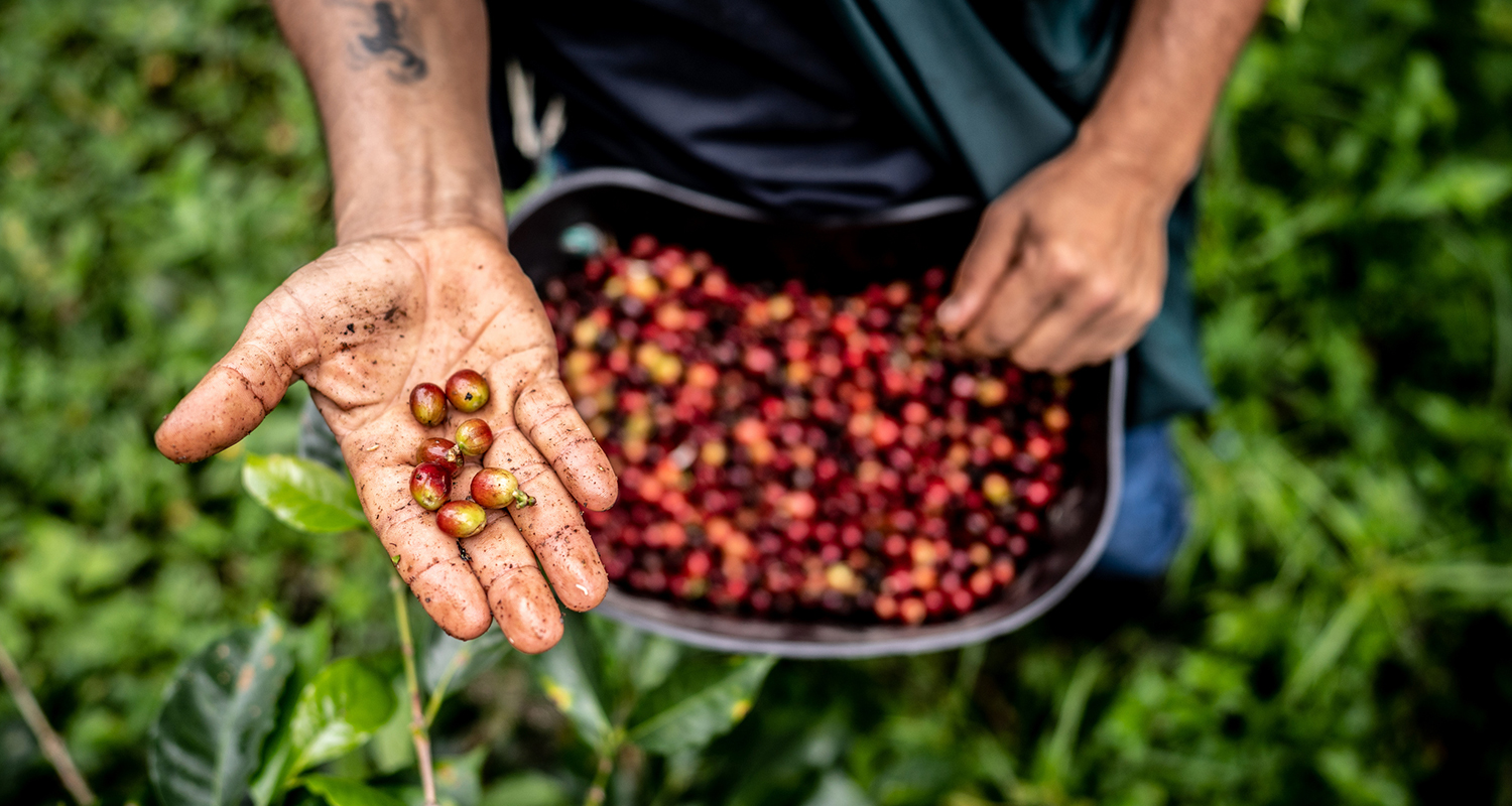 hands holding coffee cherries on a coffee farm